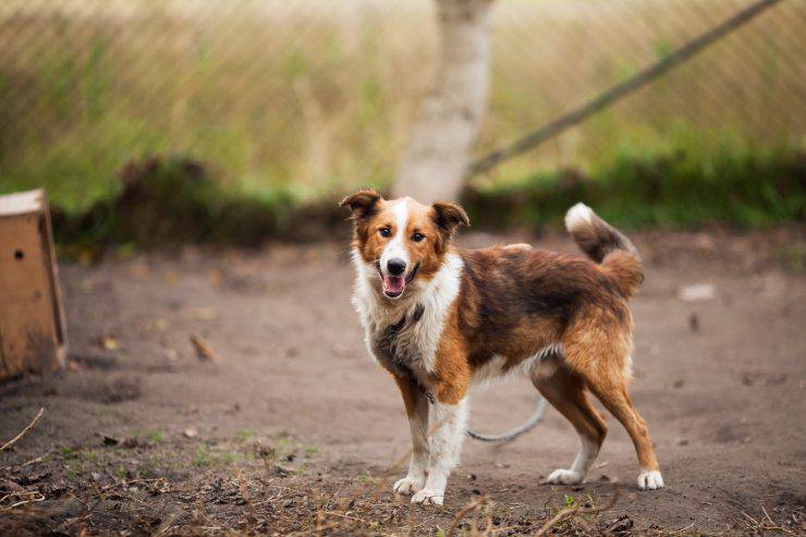 preguntas sobre perros callejeros