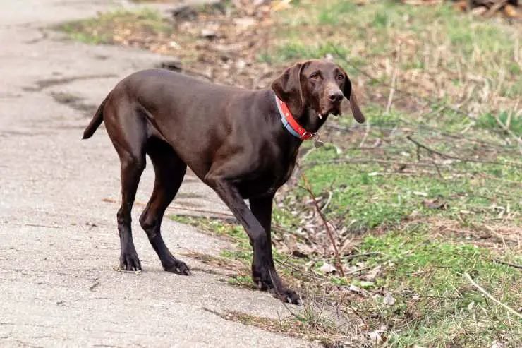 preguntas sobre perros callejeros