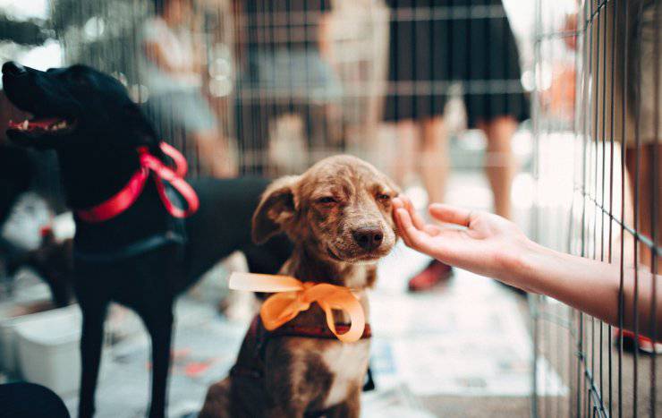 preguntas adoptar perro