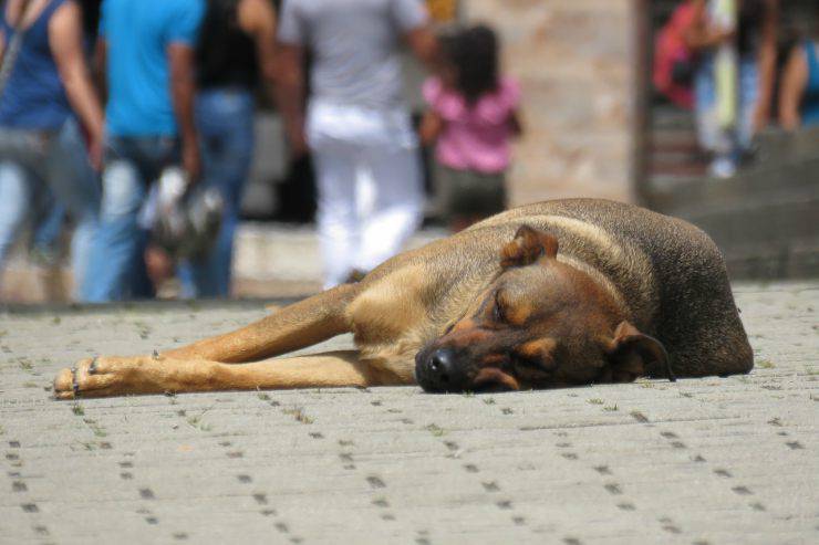 Perro callejero