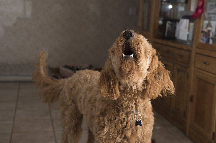 perro ladrando molesta a los vecinos