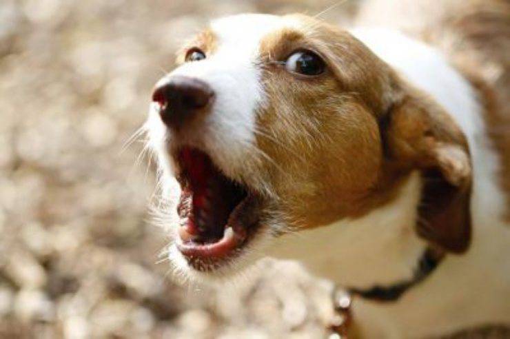 fido