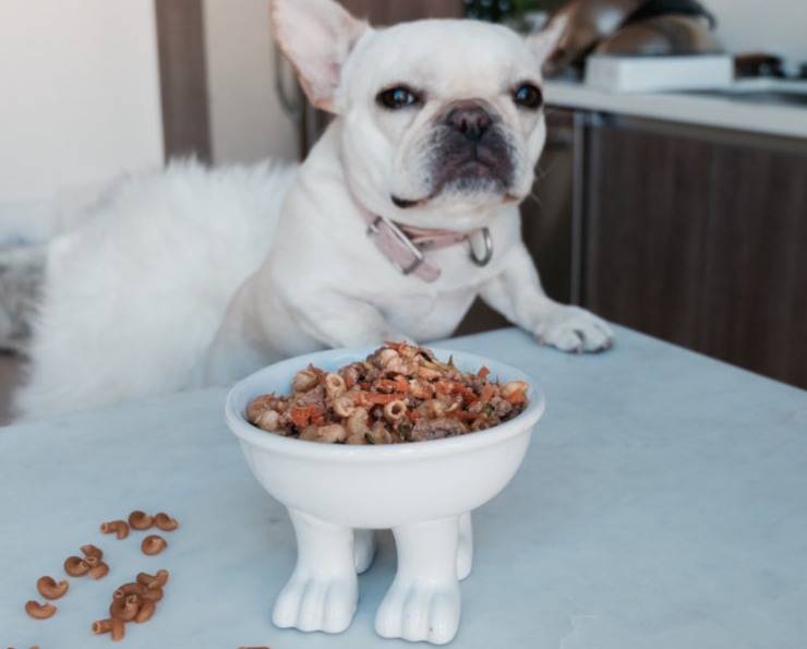 comida para perros