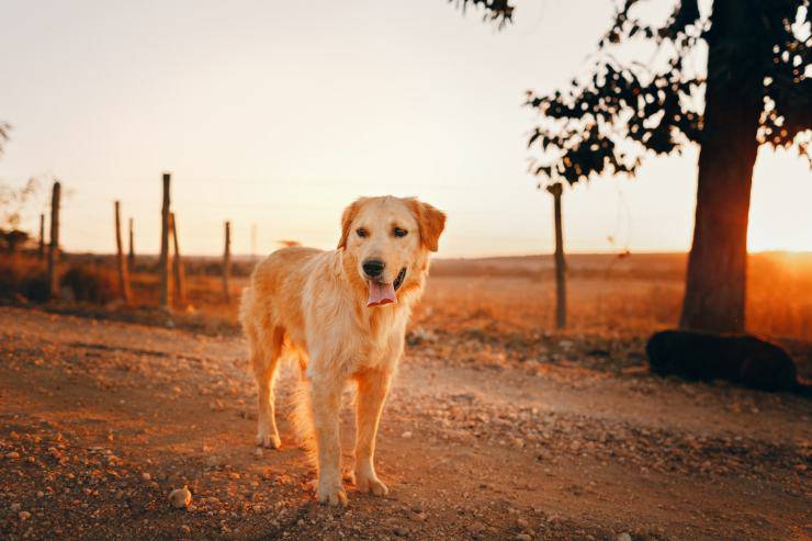 perros actores