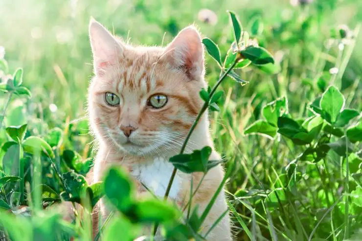 gato de primavera