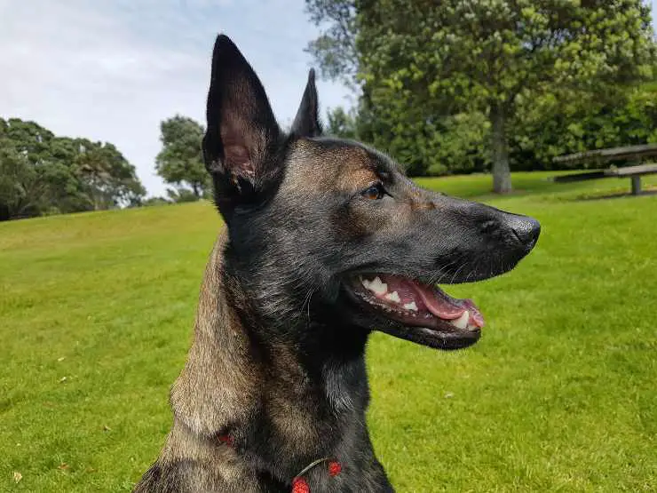 Razas de perros fáciles de entrenar