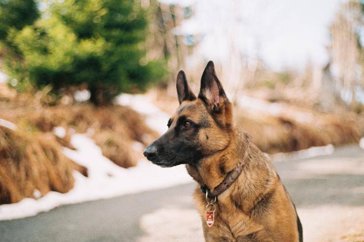 Razas de perros fáciles de entrenar