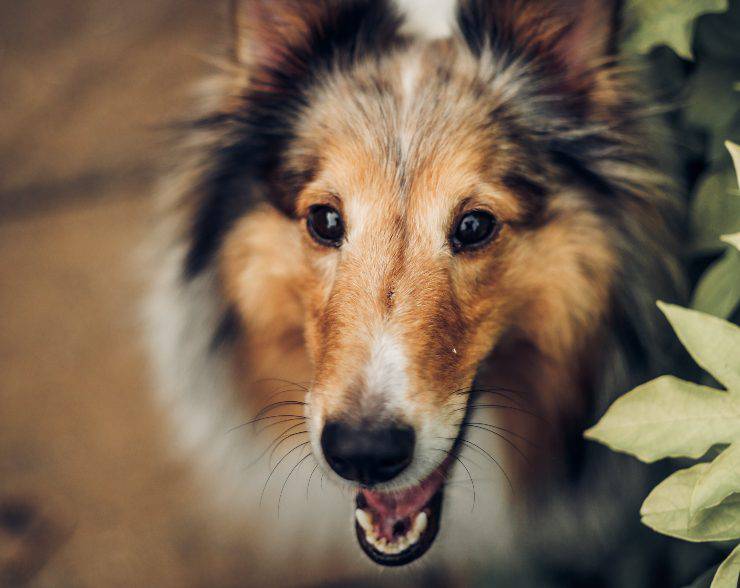 Razas de perros fáciles de entrenar