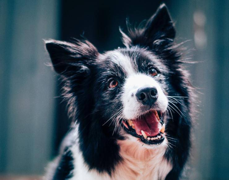 Razas de perros fáciles de entrenar