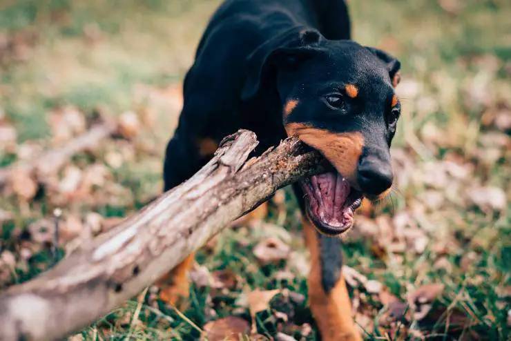 Razas de perros fáciles de entrenar