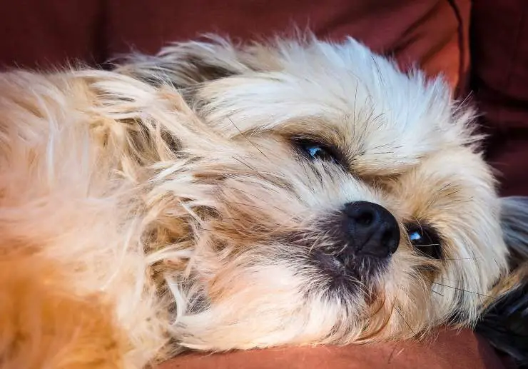 perro letárgico
