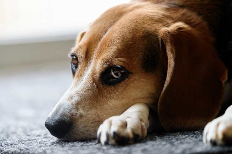 El beagle triste (Foto Pixabay)
