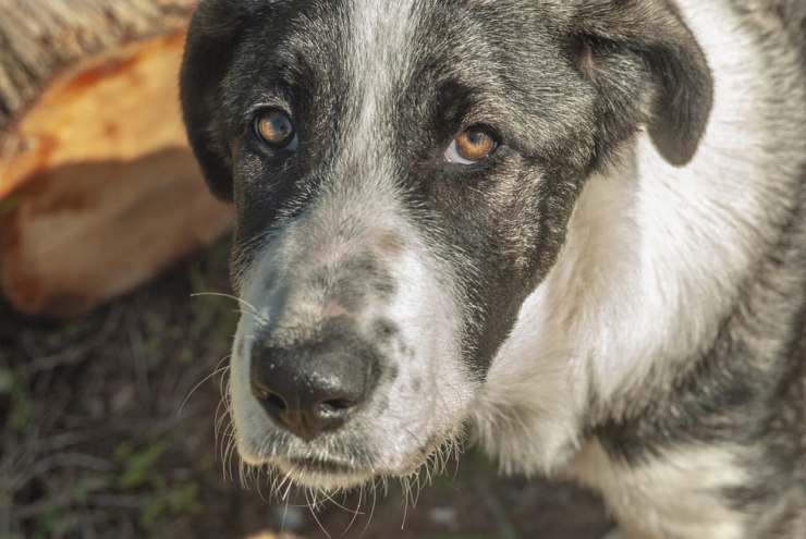 perro maltrato animal