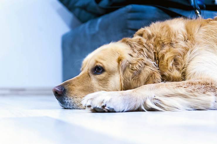 El perro triste (Foto Pixabay)