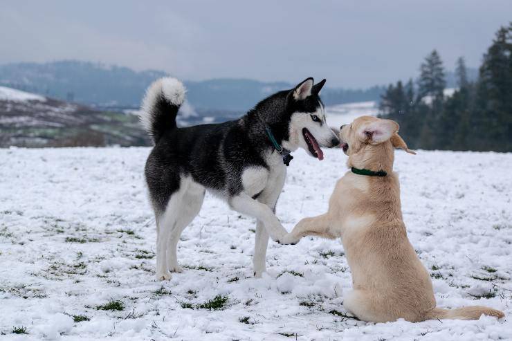 perro macho o hembra