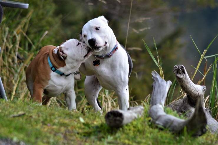 perro macho o hembra