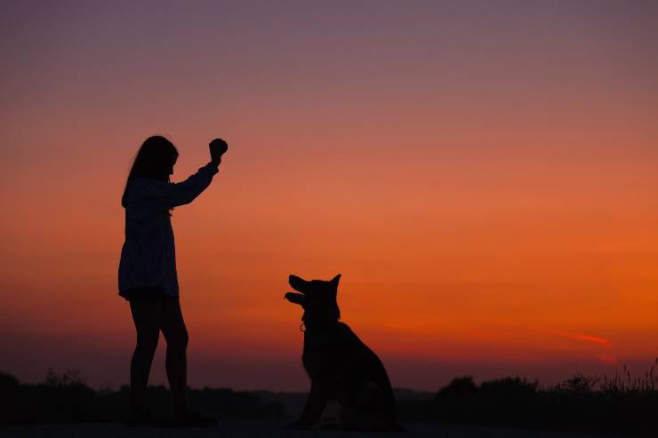 señales de amor de perro