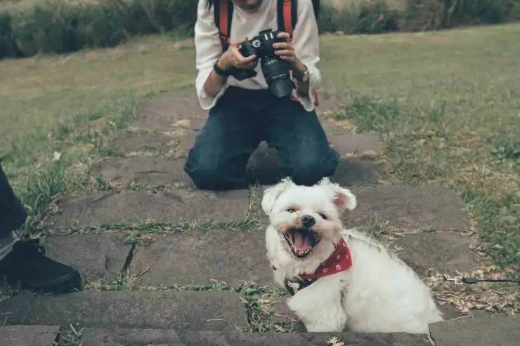 señales de amor de perro
