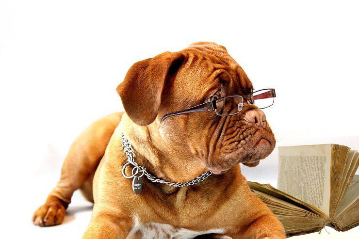 dogo de burdeos