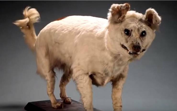 el perro