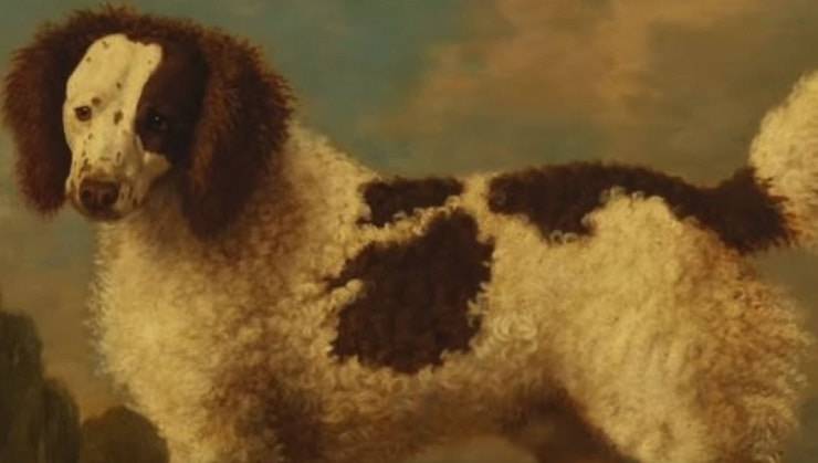 perros extintos The Salish Buldog