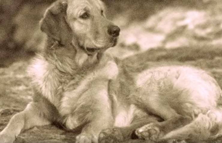 perros extintos Russian Tracker