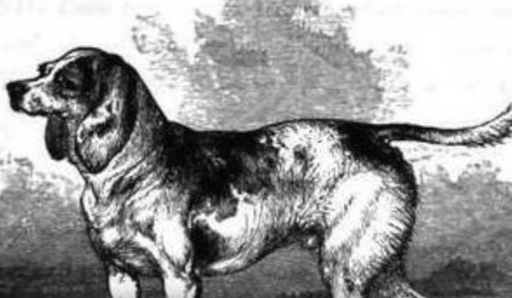 perros extintos The North Country Beagle
