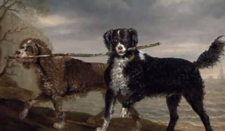 extintos perros de aguas inglesas