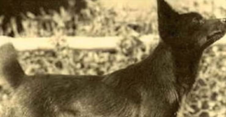 Perro oso Tahltan
