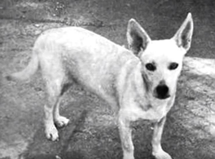 Entonces perro hawaiano