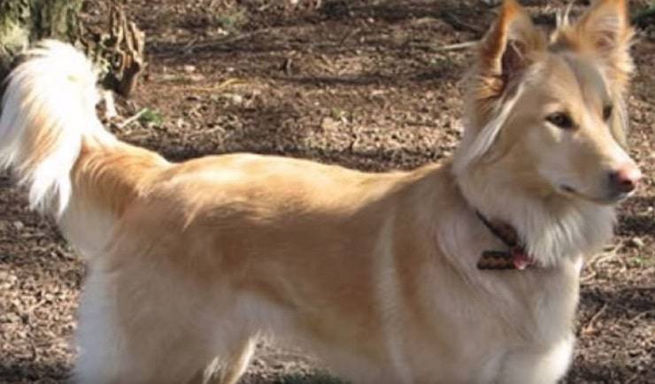 cani estinti perro pastor de Cumberland