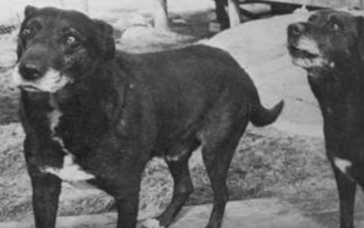 El perro de agua San Giovanni