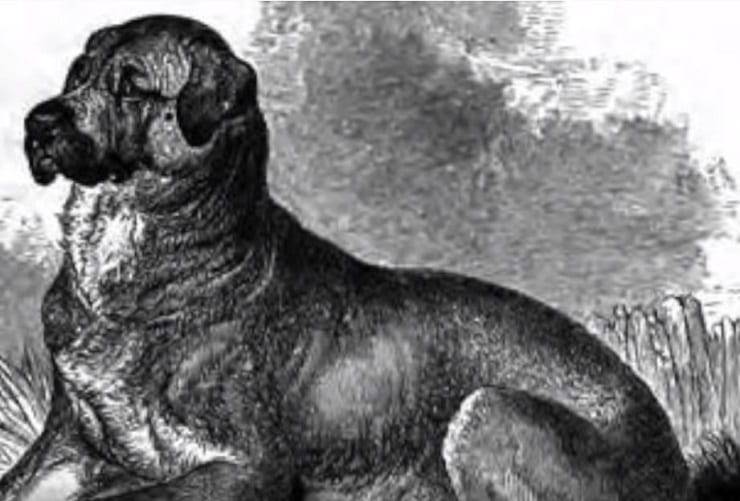 El perro cubano