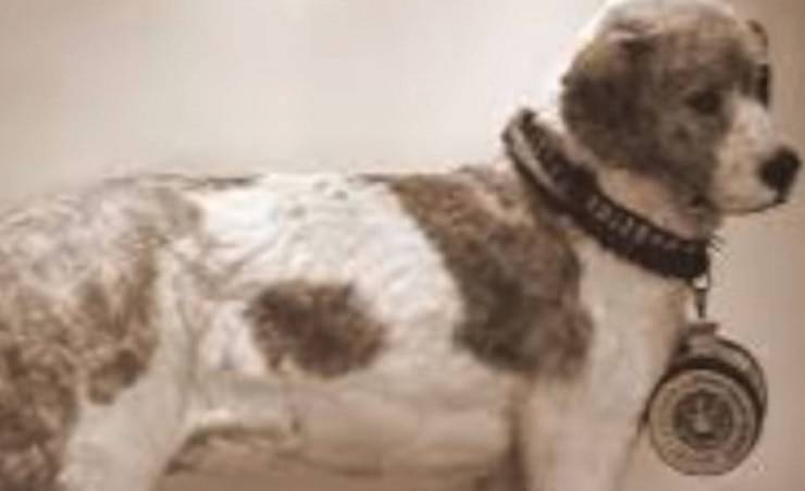 Spaniel alpino