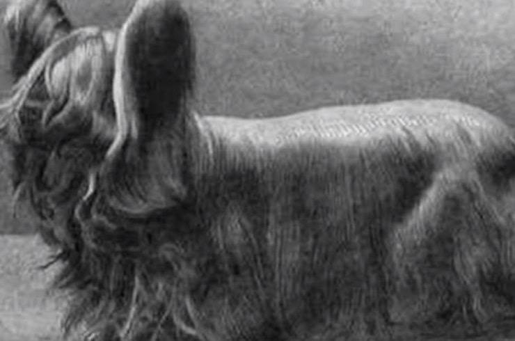 Terrier paisley