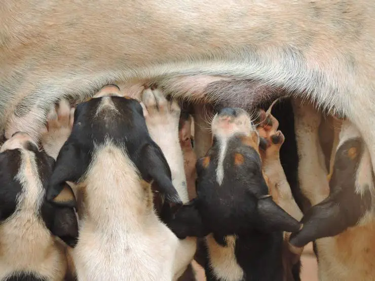 Calostro para perros y gatos