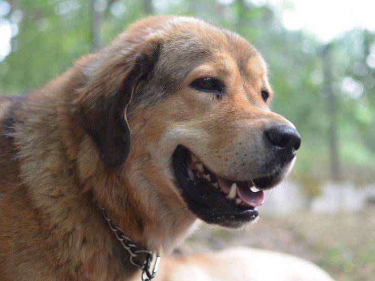 mastín tibetano