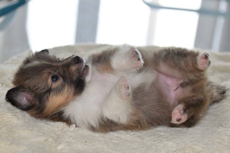 patas de perro en el aire