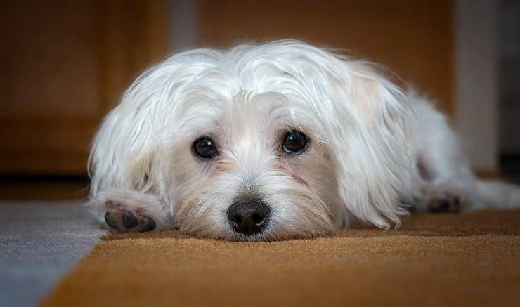 Cane triste (Foto Pixabay)