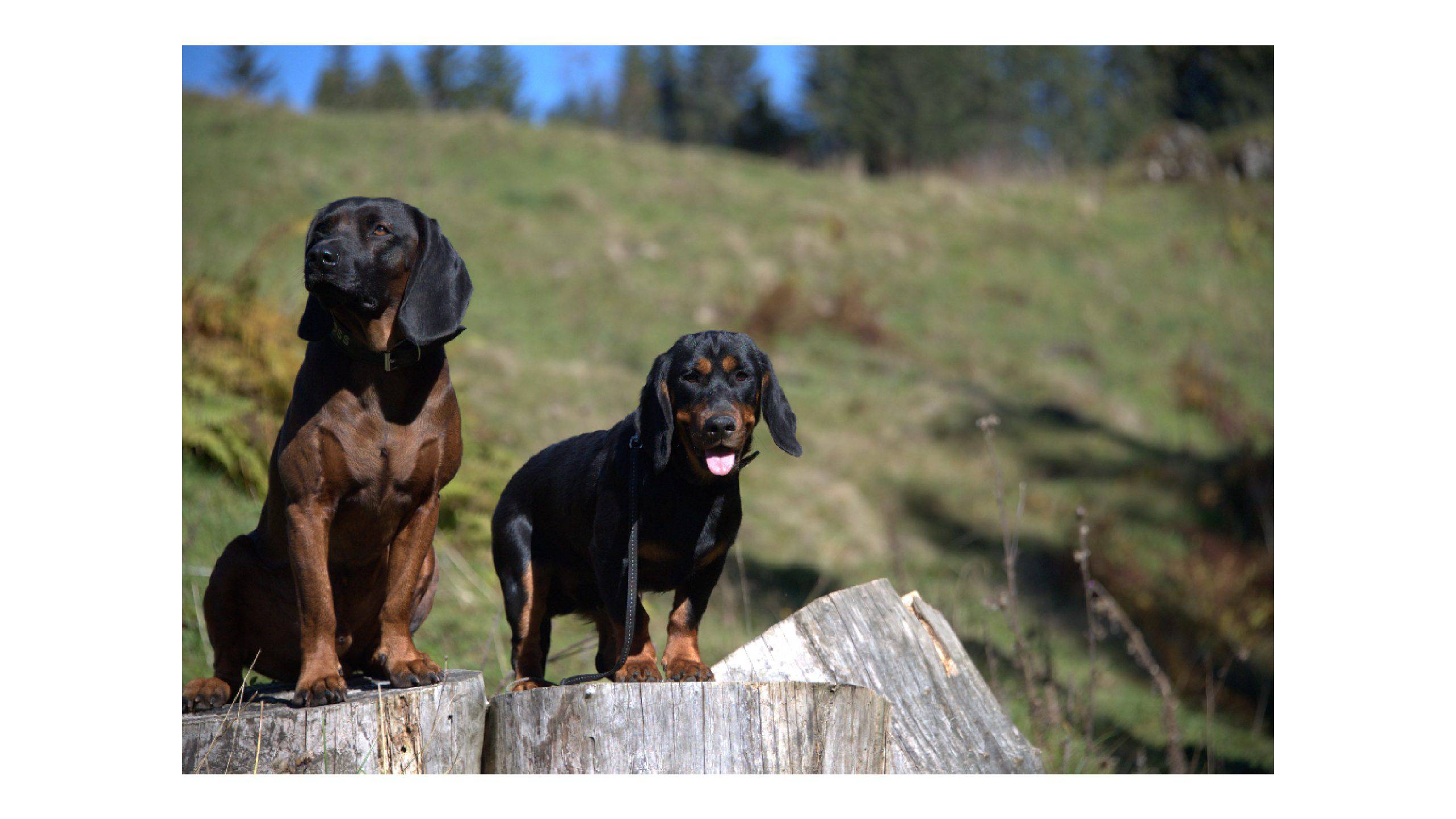 Alpenlaendische dachsbracke adulto