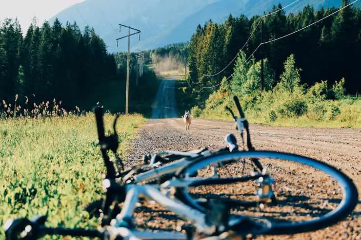 Perro y bicicleta