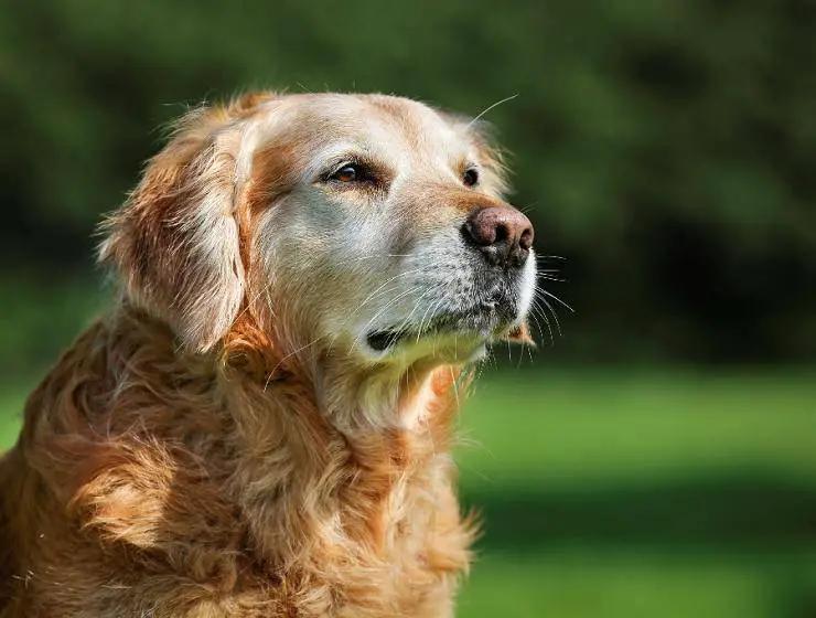 actividad del perro mayor