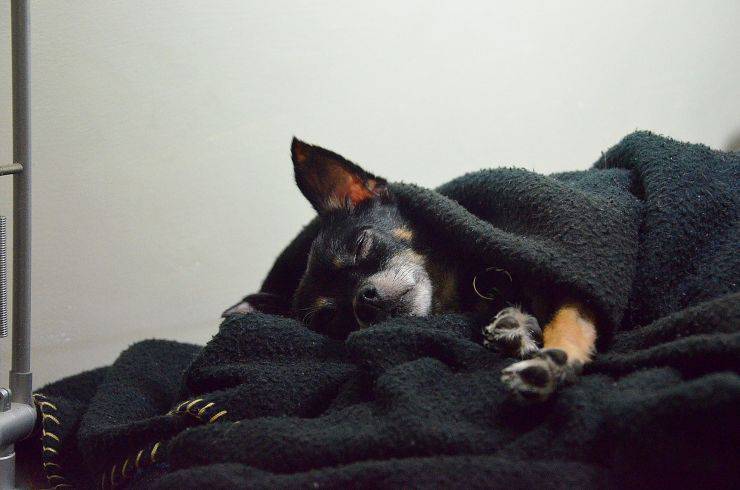 síntomas de perros peligrosos