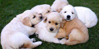 ternura de los cachorros