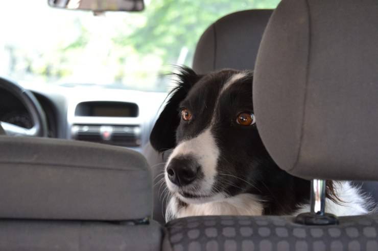 consejos de coche para perros de invierno