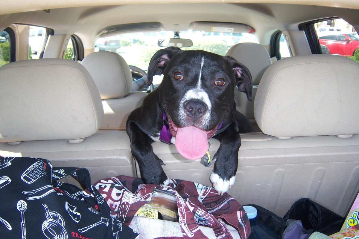 Olor a perro en el coche: 9 formas infalibles de eliminarlo - Vida con  Mascotas ▷➡️