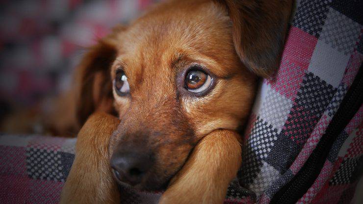 perro triste