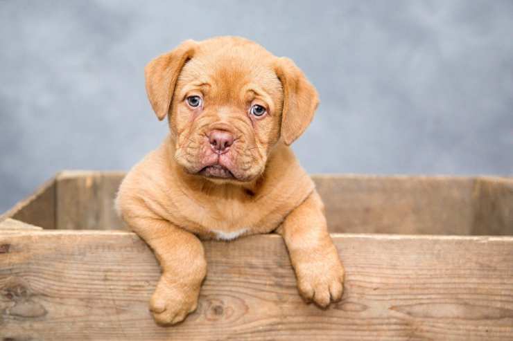 cachorro aterrador (Foto Pixabay)