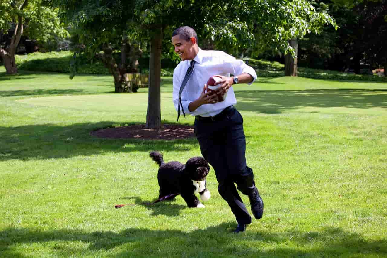 Nombres e historia de perros