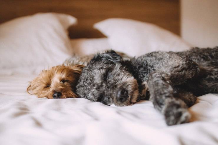 perro en la cama